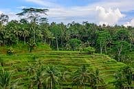 Bali en vert fluo