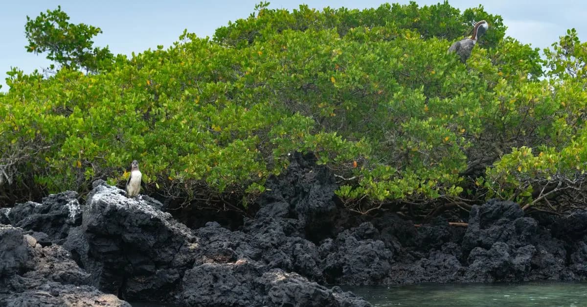 Les meilleures activités à faire aux îles Galápagos