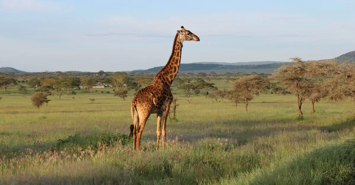 Les animaux sauvages à observer en Tanzanie