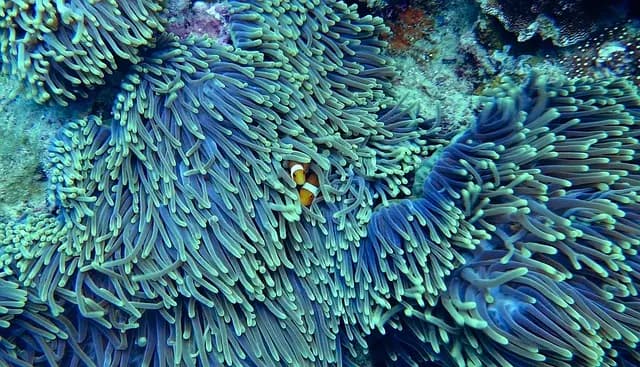 Les Meilleurs Spots de Plongée à Découvrir aux Bahamas