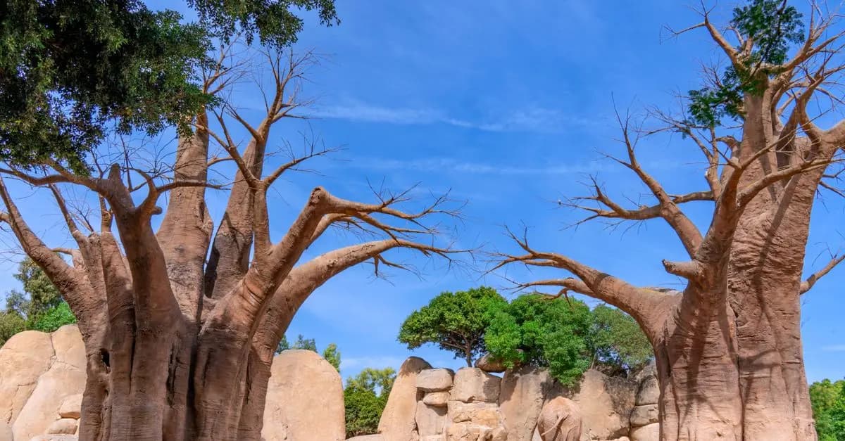 Les incontournables à découvrir à Madagascar