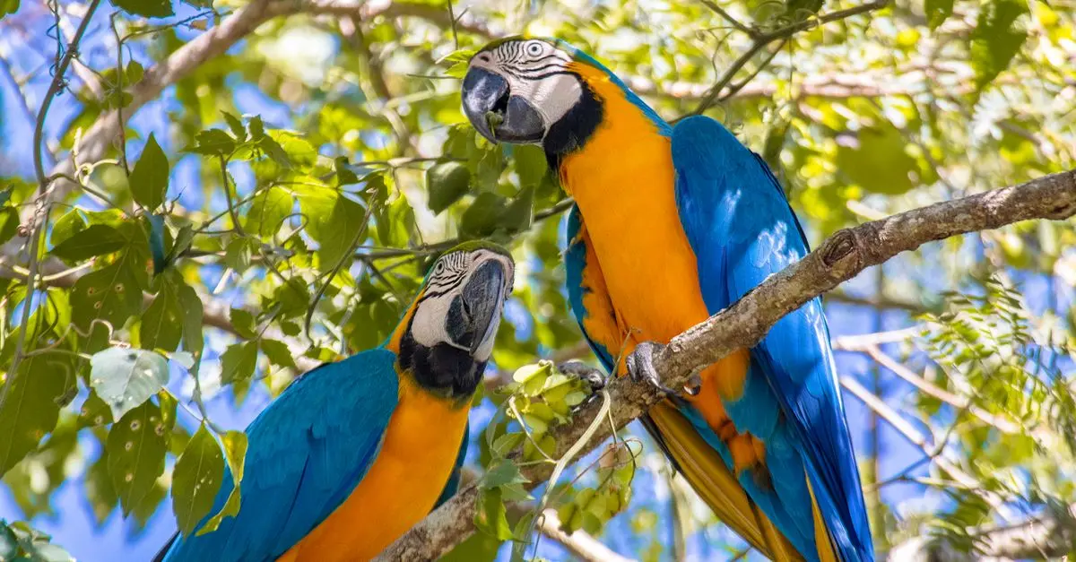 7 erreurs à éviter lors de vos voyages en Amazonie