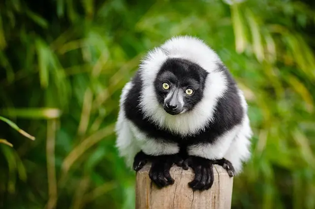 10 conseils indispensables pour voyager à Madagascar