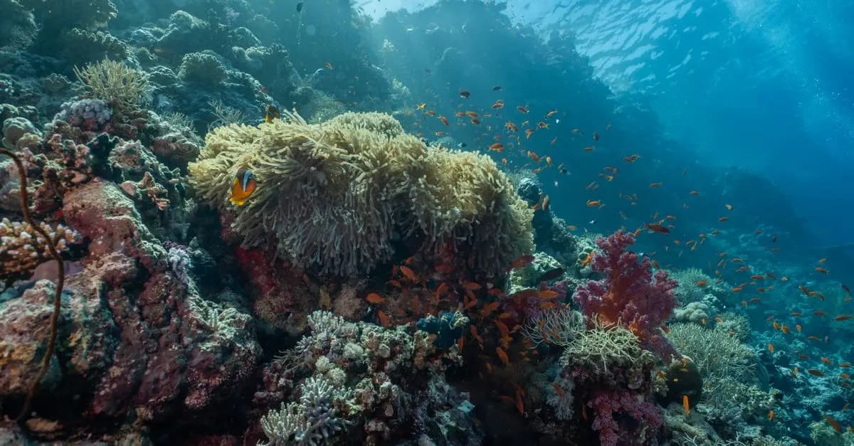 Les meilleures destinations de plongée exotique à visiter
