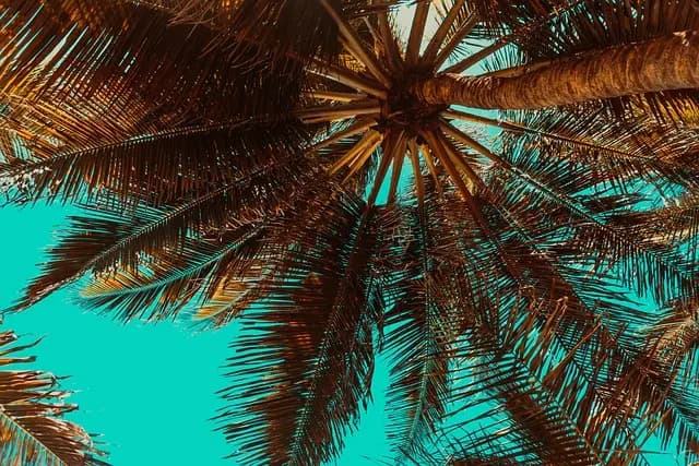 Le Guide Complet pour Découvrir Zanzibar