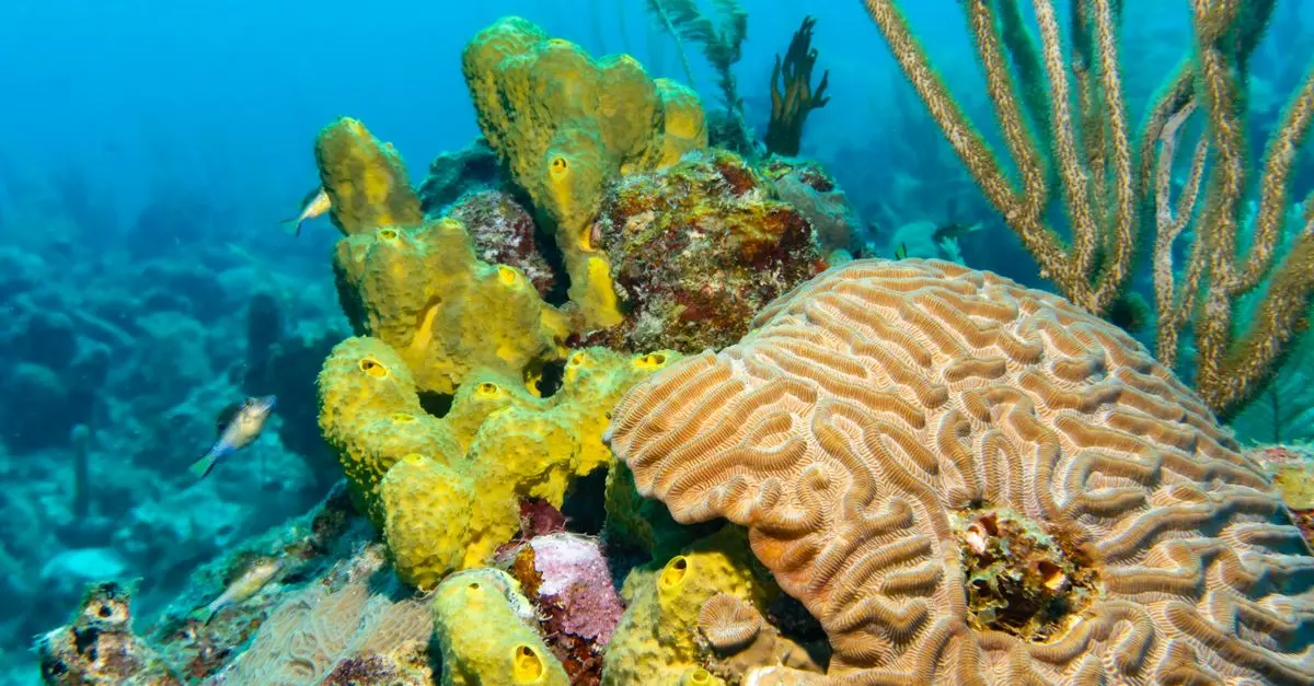 Les meilleures destinations de plongée à explorer dans les Caraïbes