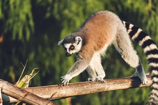 10 astuce pour un séjour inoubliable à Madagascar