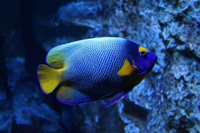 Les meilleures destinations de plongée exotique à ne pas manquer