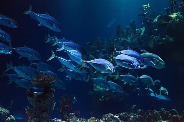 Les meilleures destinations de plongée exotique à explorer