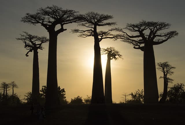Les meilleures activités à faire à Madagascar